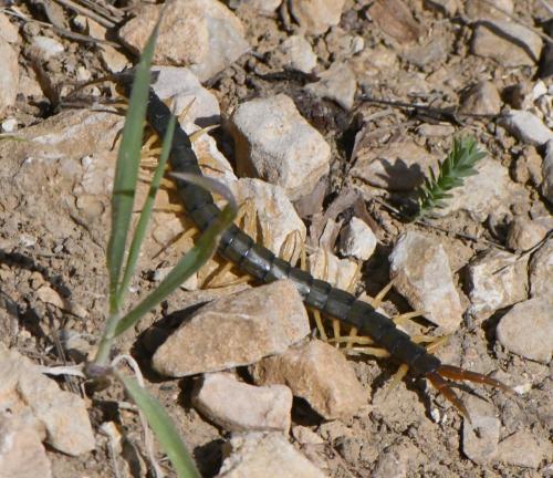 Réf. 249 573 : Scolopendra cingulata